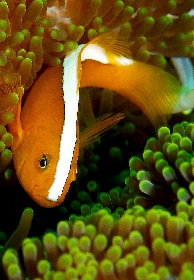Amphiprion sandaracinos-Orange Skunk Clownfish (Amphiprion sandaracinos).jpg