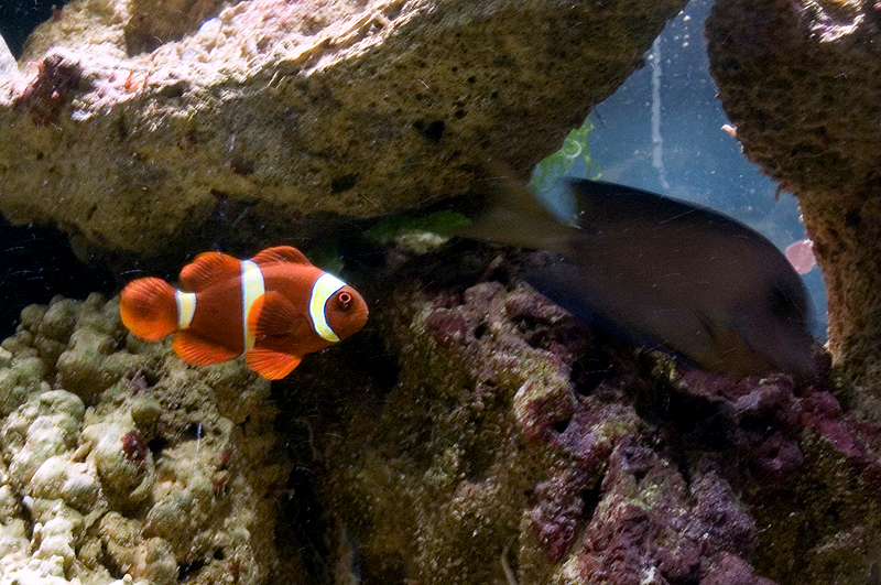 Mclown.1-Maroon Clownfish (Premnas biaculeatus).jpg