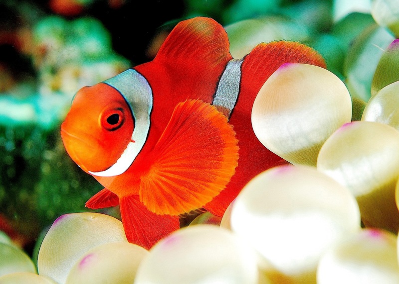 Premnas biaculeatus juvenile-Maroon Clownfish.jpg