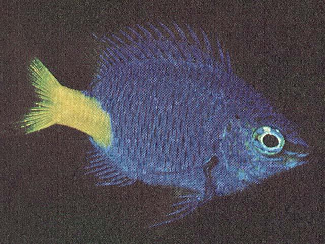 Tropical Fish 05-Yellowtail Damselfish-closeup.jpg