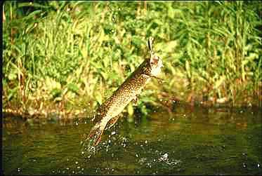 Pike1-fished out of water.jpg