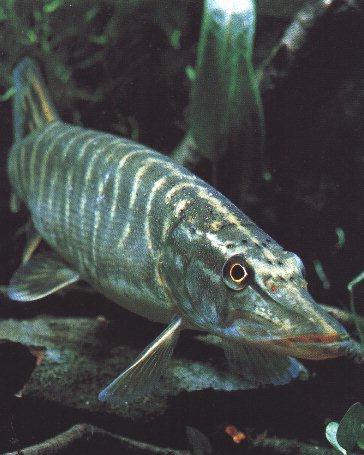 Northern Pike Fish-Closeup.jpg