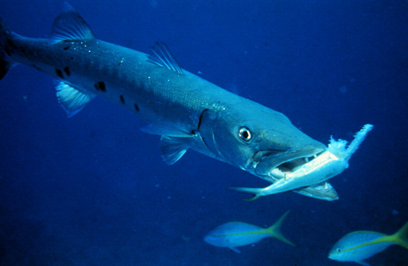 Barracuda with prey-Great Barracuda (Sphyraena barracuda).jpg