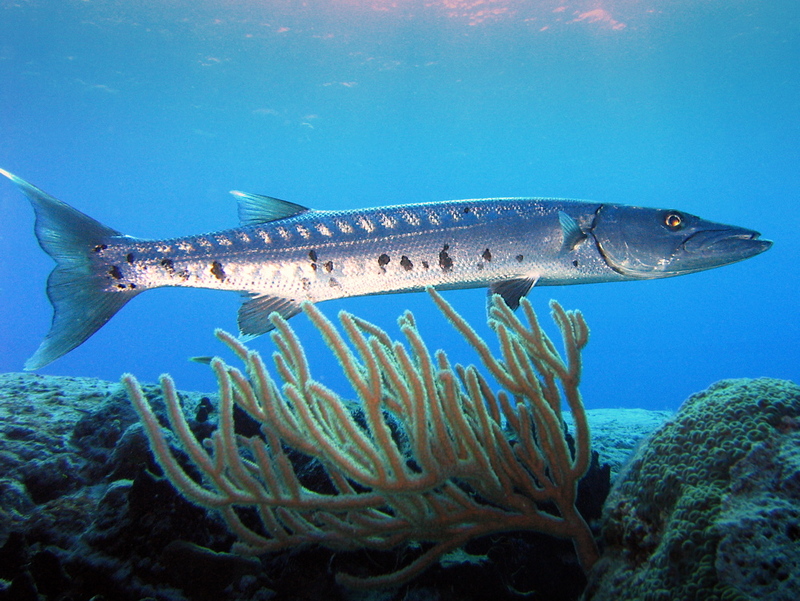 Barracuda laban-Great Barracuda (Sphyraena barracuda).jpg