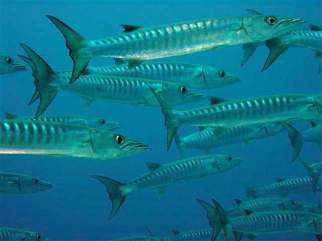 School of barracuda-Sawtooth barracuda, Sphyraena putnamae.jpg