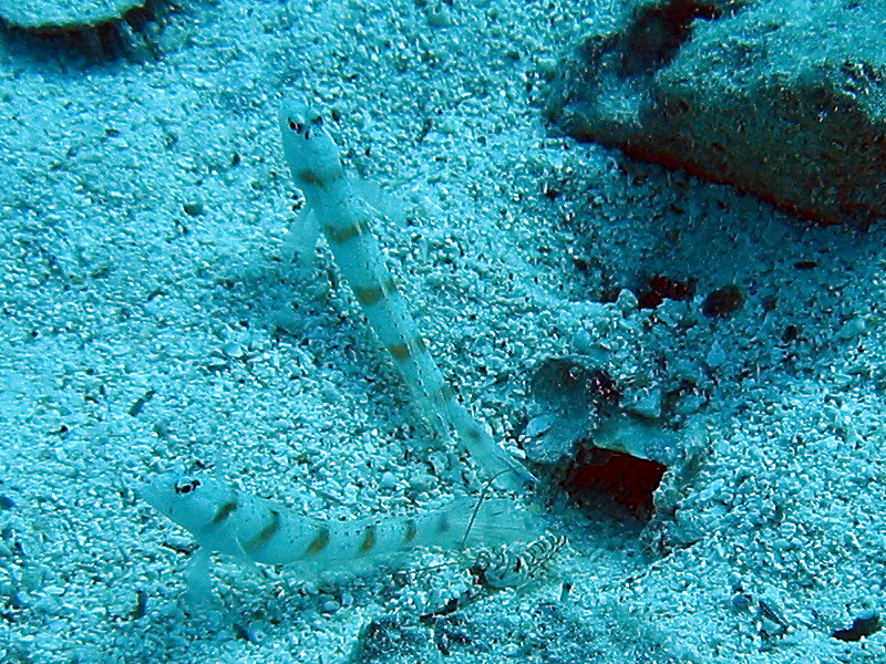 Goby fishes (Amblyeleotris sp.) with shrimp (Alpheus sp.).jpg