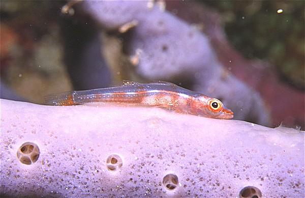 06-Coral Goby.jpg