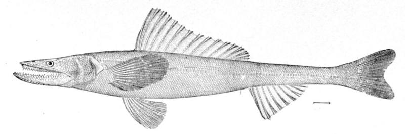 Deepsea Lizardfish (Bathysaurus ferox).jpg
