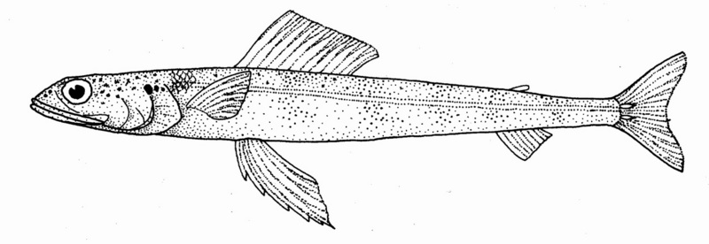 Synodus similis (Lavender lizardfish).jpg