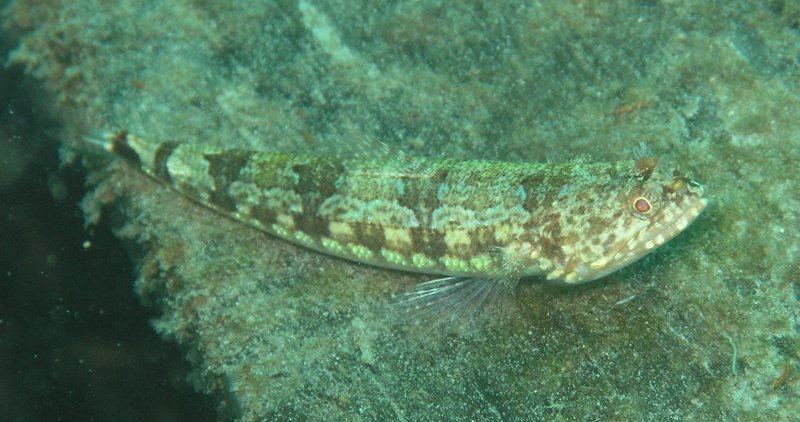 Synodus variegatus1-Variegated Lizardfish (Synodus variegatus).jpg