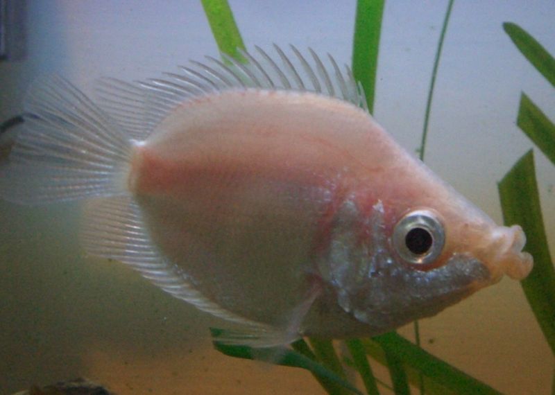 Kissfish-Kissing Gourami (Helostoma temminckii).jpg