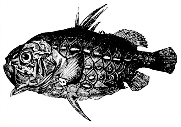 Pinecone fish, Monocentris japonica.jpg
