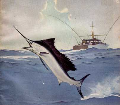 Anmaq086-Painting-Pacific Sailfish.jpg