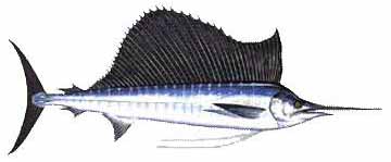 Indo-Pacific Sailfish (Istiophorus platypterus).jpg