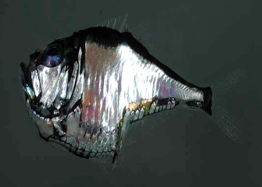 Lovely marine hatchetfish.jpg