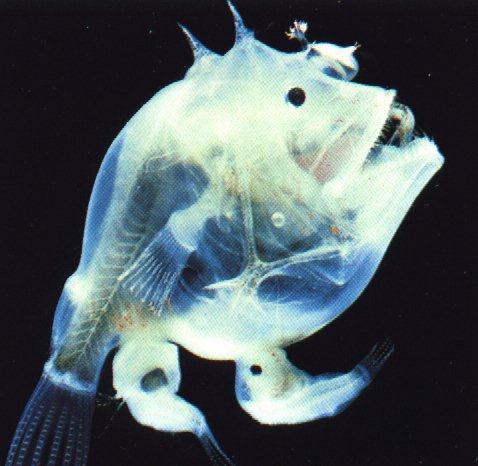 anm13-Deep Ocean Fish-Transparent.jpg