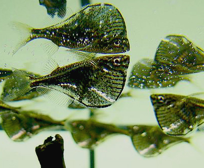 Carnegiellamarthae-Blackwinged hatchetfish, Carnegiella marthae.jpg