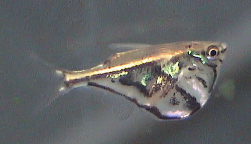 Marbled Hatchetfish (Carnegiella strigata).jpg