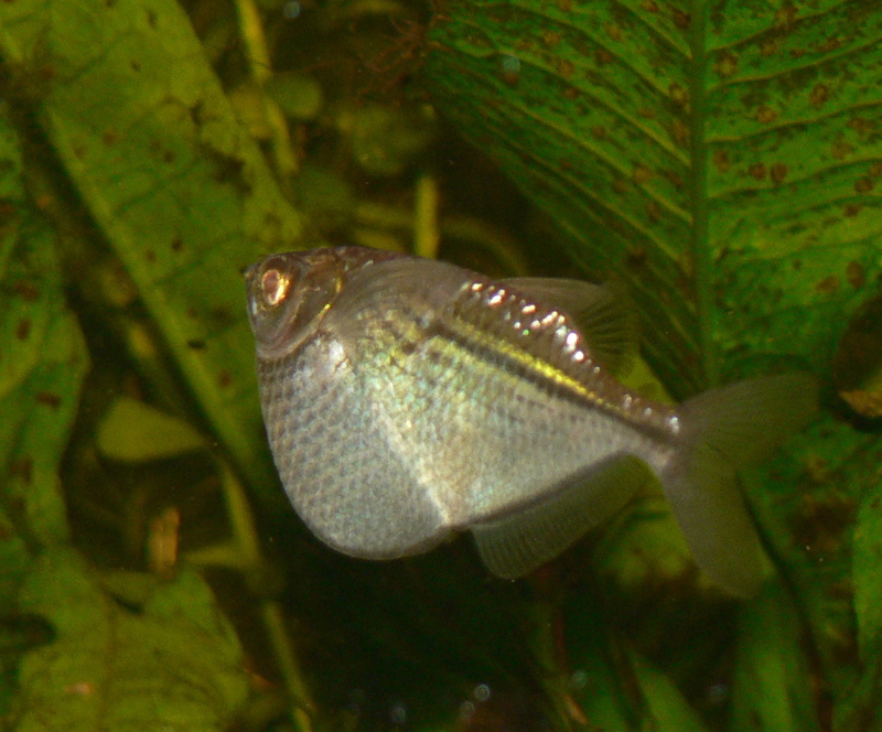 Common Hatchetfish (Gasteropelecus sternicla).jpg