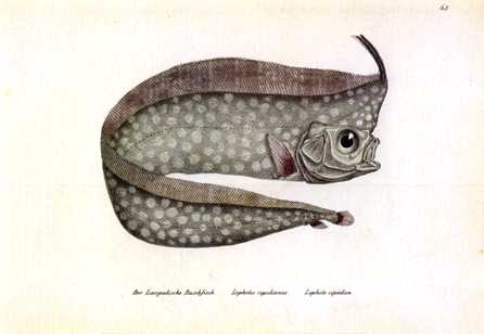 Anmaq052-Painting-Deep Ocean Fish.jpg