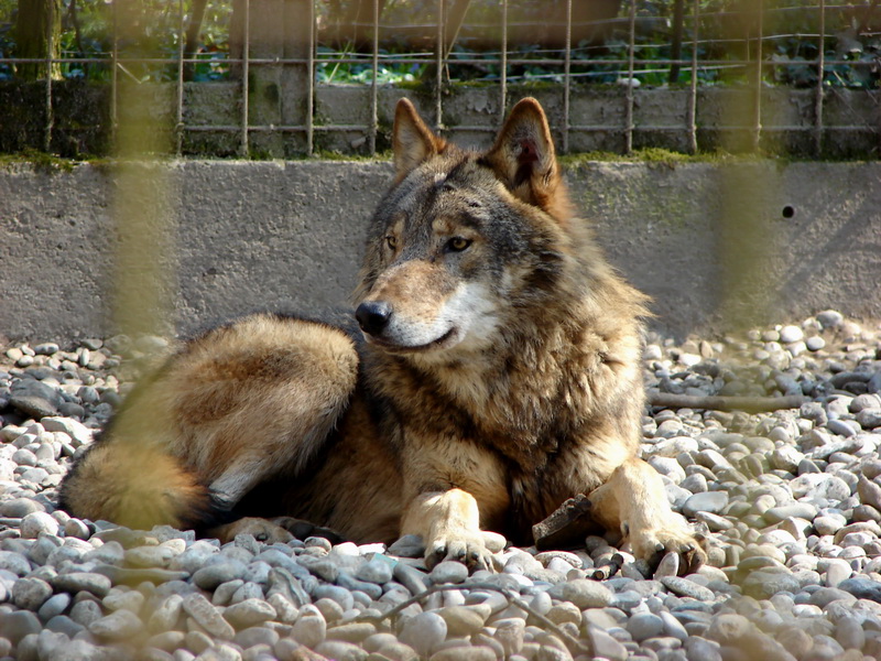 Canis lupus lycaon 01-Eastern Timber Wolf (Canis lupus lycaon).jpg