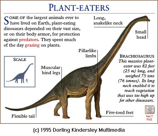 DKMMNature-Dinosaur-Brachiosaurus.gif