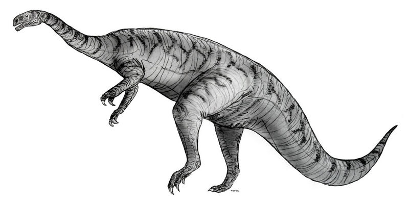 Sketch plateosaurus.jpg
