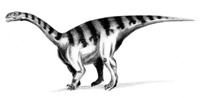 Sellosaurus gracilis.jpg