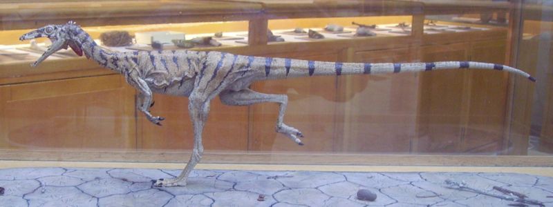 Compsognathus longipes.jpg