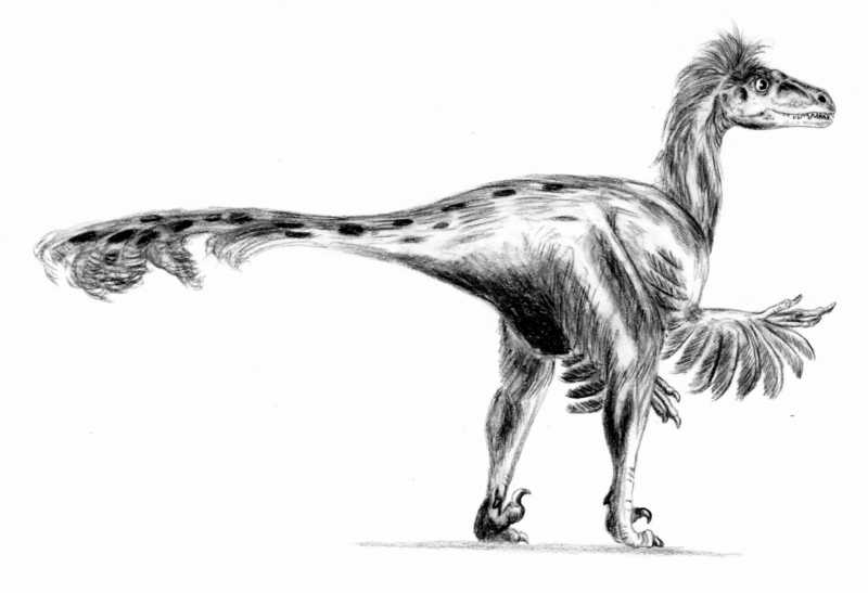 Dromaeosaurus BW.jpg
