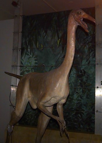 Dinosaurus-Gallimimus-Museum.jpg