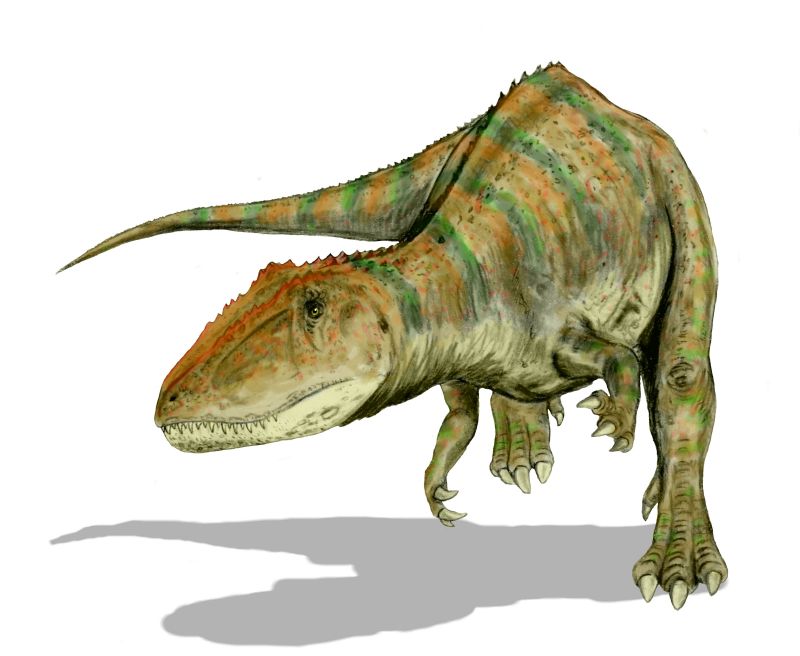 Carcharodontosaurus saharicus BW.jpg