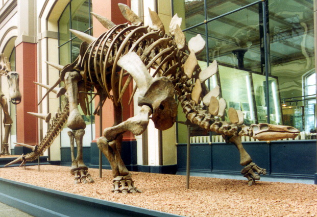 Kentrosaurus berlin.jpg