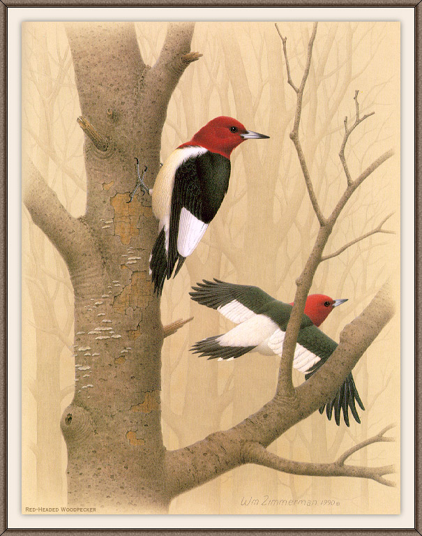 Sj WbZ 01 Red-headed Woodpecker.jpg