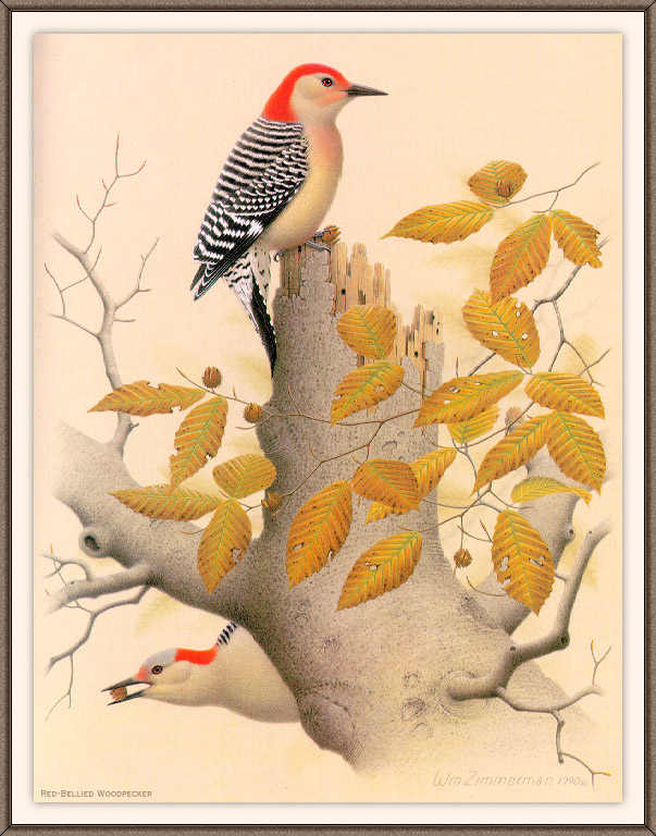 Sj WbZ 02 Red-bellied Woodpecker.jpg