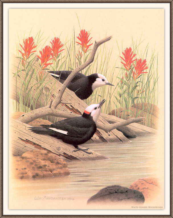 Sj WbZ 09 White-headed Woodpecker.jpg