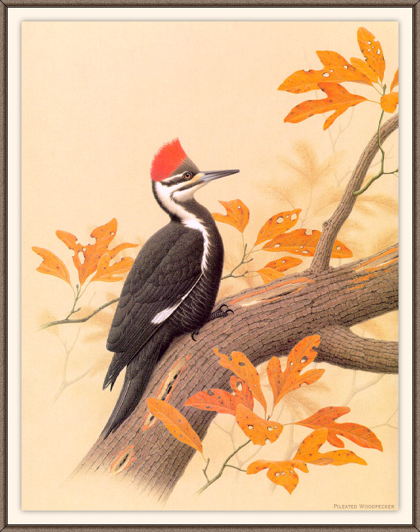 Sj WbZ 10 Pileated Woodpecker 1.jpg