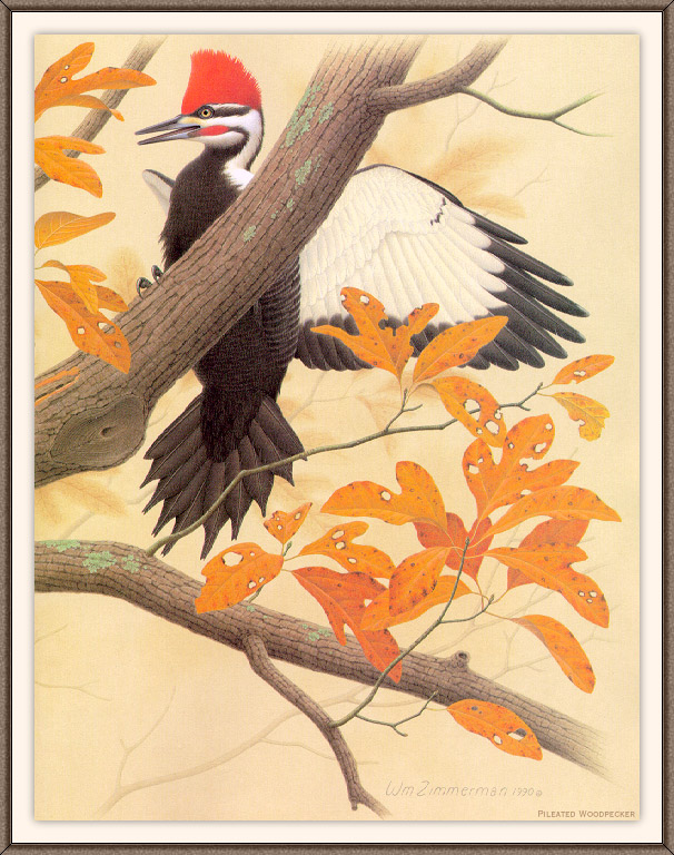 Sj WbZ 12 Pileated Woodpecker 2.jpg