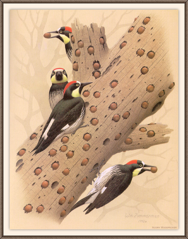 Sj WbZ 13 Acorn Woodpecker.jpg