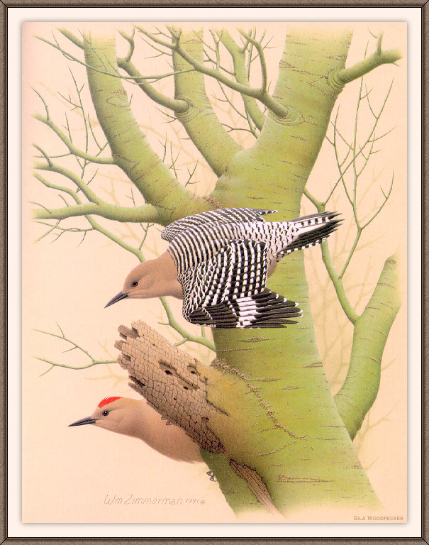 Sj WbZ 14 Gila Woodpecker.jpg