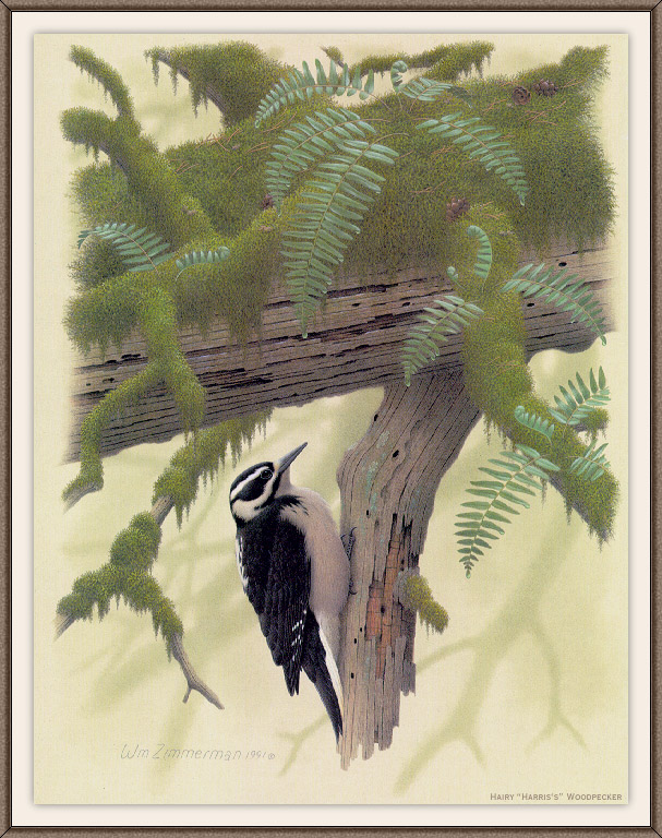 Sj WbZ 22 Hairy Harris\'s Woodpecker.jpg