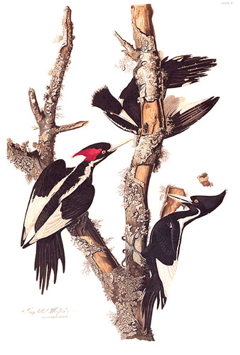 Ivorybilledwoodpecker Ivory-billed Woodpecker (Campephilus principalis).jpg