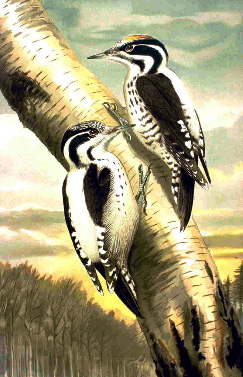 Picoides tridactylus NAUMANN Eurasian Three-toed Woodpecker.jpg