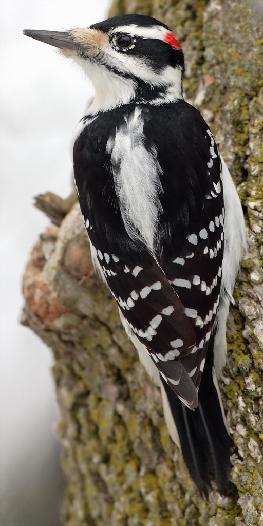Picoides-villosus-001 Hairy Woodpecker (Picoides villosus) male.jpg