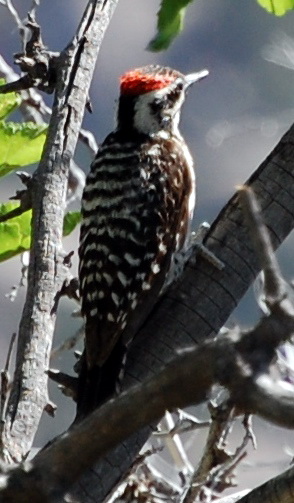 Prob arizona woodpecker Albuquerque, NM.jpg