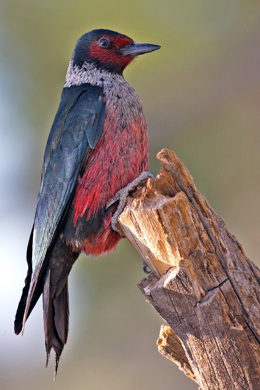Lewis\'s Woodpecker (Melanerpes lewis).jpg