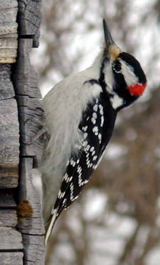 Harry woodpecker on house 20050108 Picoides villosus.jpg