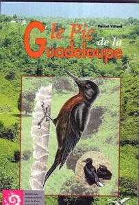 Pic de la Guadeloupe - Melanerpes herminieri Guadeloupe Woodpecker.jpg