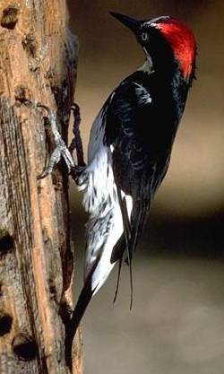AcornWoodpecker23-Acorn Woodpecker (Melanerpes formicivorus).jpg
