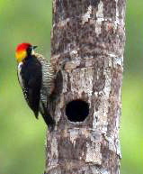 Golden-naped Woodpecker (Melanerpes chrysauchen).jpg
